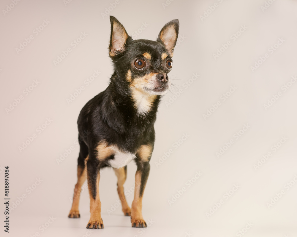 Chihuahua isolated on studio background