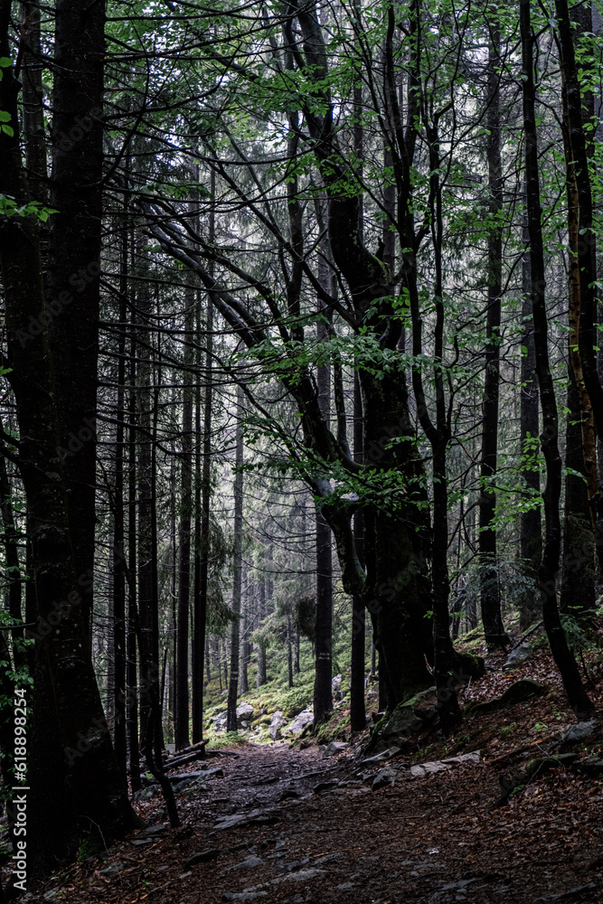 Obraz premium footpath in the woods