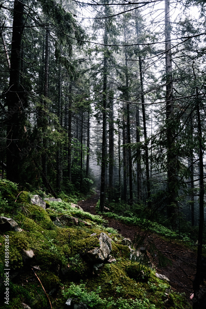 Fototapeta premium the forest in the morning