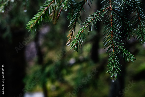 branches of a fir tree