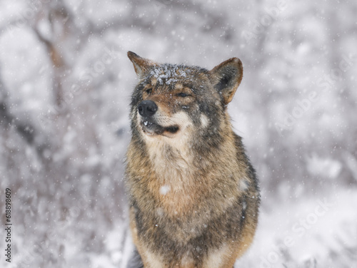 portrait of a gray wolf covered with ice in winter in the forest © fotomaster
