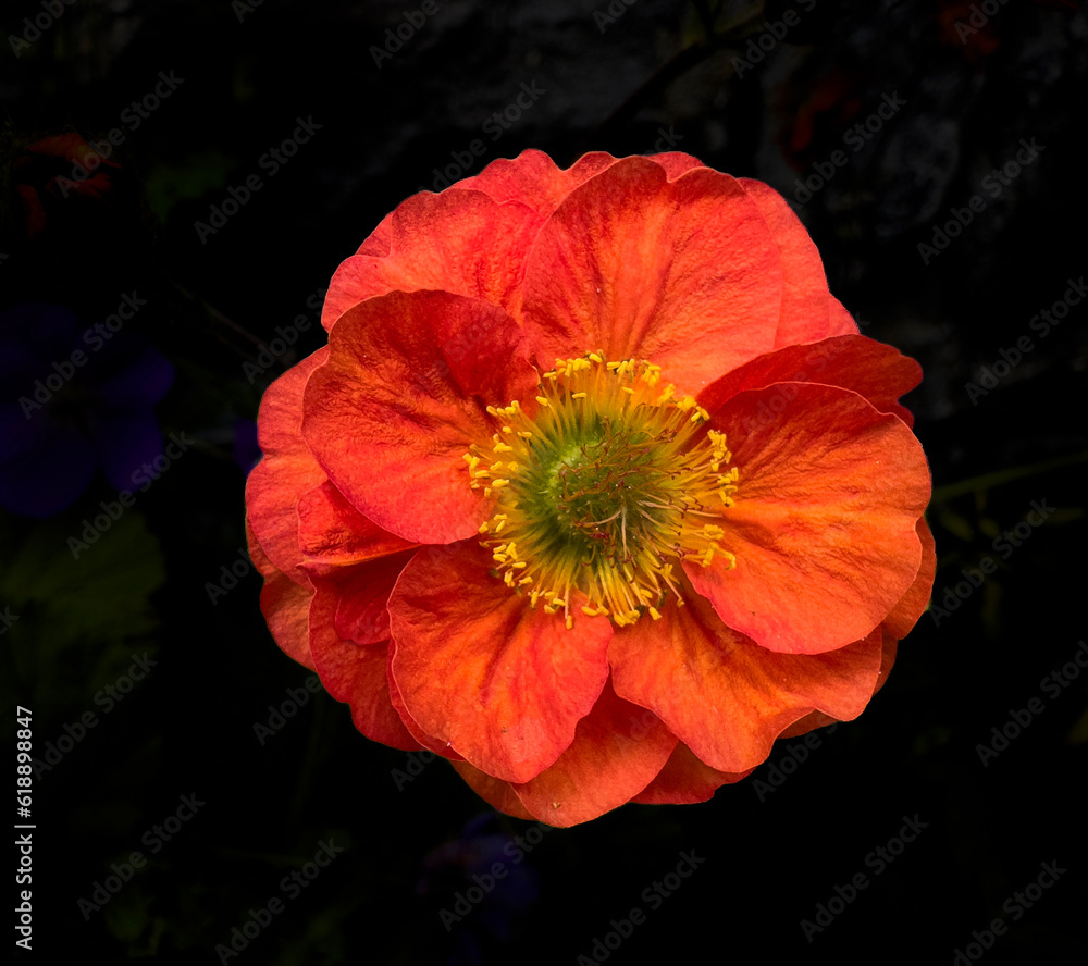 Red Poppy with Black Background Red Poppy with Black Background