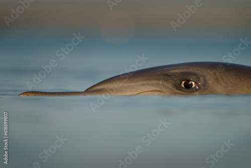 Common or Atlantic bottlenose dolphin - Tursiops truncatus, wide-ranging marine mammal of Delphinidae, the largest species of the beaked dolphins inhabits temperate and tropical oceans