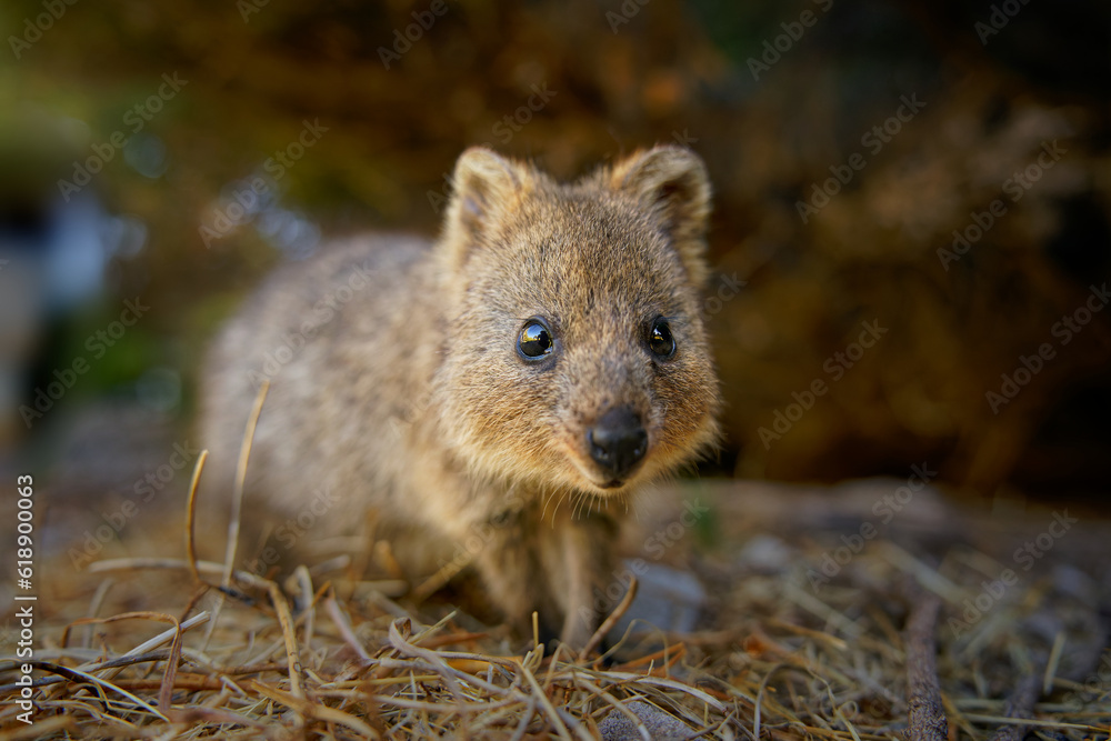 Quokka - Setonix brachyurus small macropod size of domestic cat, Like marsupials kangaroo and wallaby is herbivorous and mainly nocturnal, smaller islands off the coast of Western Australia, cute pet Quokka - Setonix brachyurus small macropod size of domestic cat, Like marsupials kangaroo and wallaby is herbivorous and mainly nocturnal, smaller islands off the coast of Western Australia, cute pet