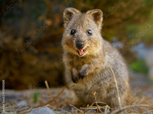 Quokka - Setonix brachyurus small macropod size of domestic cat, Like marsupials kangaroo and wallaby is herbivorous and mainly nocturnal, smaller islands off the coast of Western Australia, cute pet