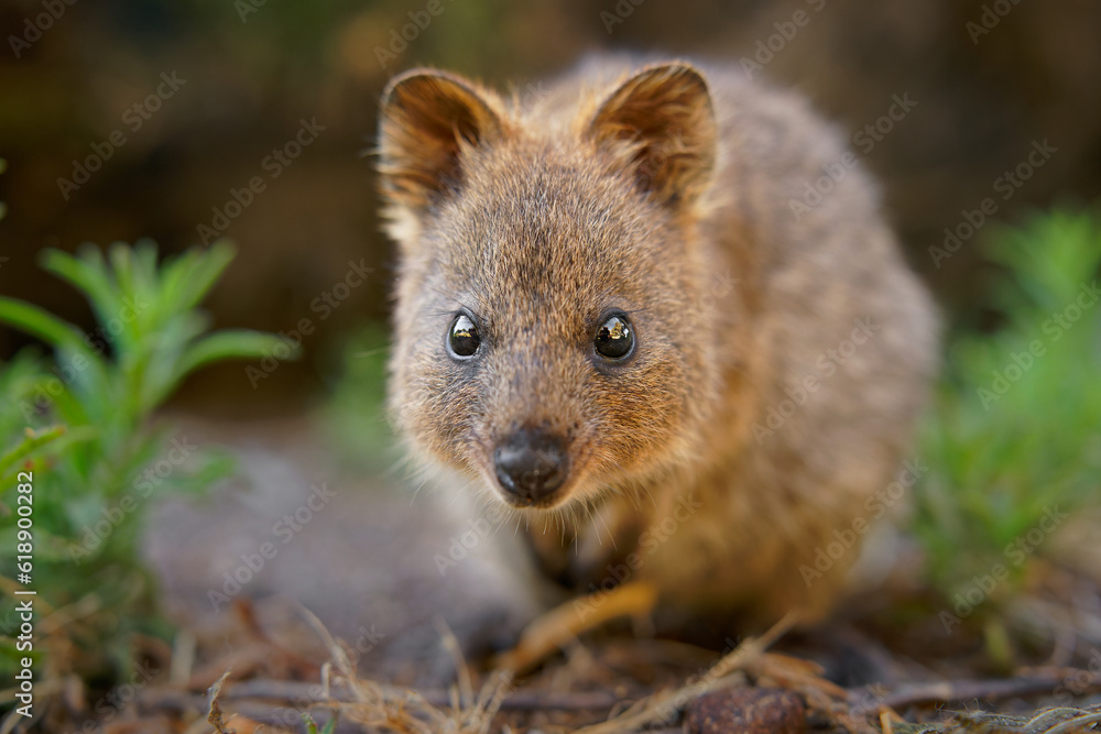 Fototapeta premium Quokka - Setonix brachyurus small macropod size of domestic cat, Like marsupials kangaroo and wallaby is herbivorous and mainly nocturnal, smaller islands off the coast of Western Australia, cute pet