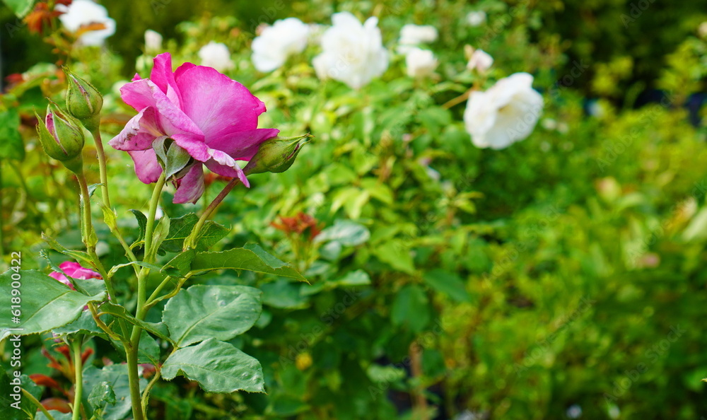 rose garden with shrubs with pink, purple and white flowers in the nursery in summer. The concept of growing ornamental plants on a garden plot rose garden with shrubs with pink, purple and white flowers in the nursery in summer. The concept of growing ornamental plants on a garden plot