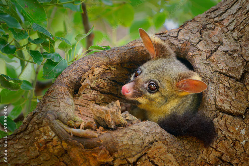 Obraz premium Common Brush-tailed Possum - Trichosurus vulpecula -nocturnal, semi-arboreal marsupial of Australia, introduced to New Zealand. Cute mammal on the tree trunk in the australian forest