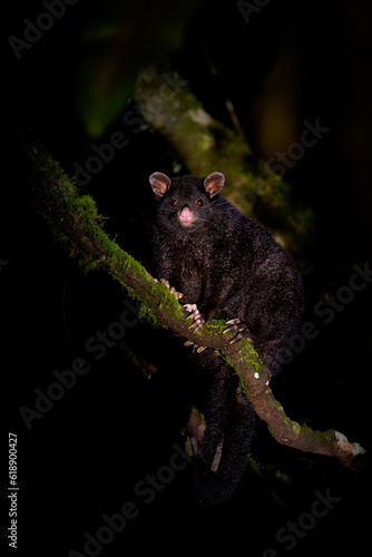 Short-eared possum -Trichosurus caninus nocturnal marsupial in Phalangeridae endemic to Australia, also called Mountain Brushtail possum or Bobuck fury animal on the tree in australian forest