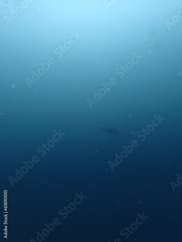 eagle ray distant in the ocean