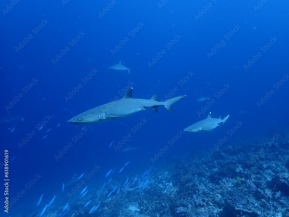 Obraz premium shark in the ocean