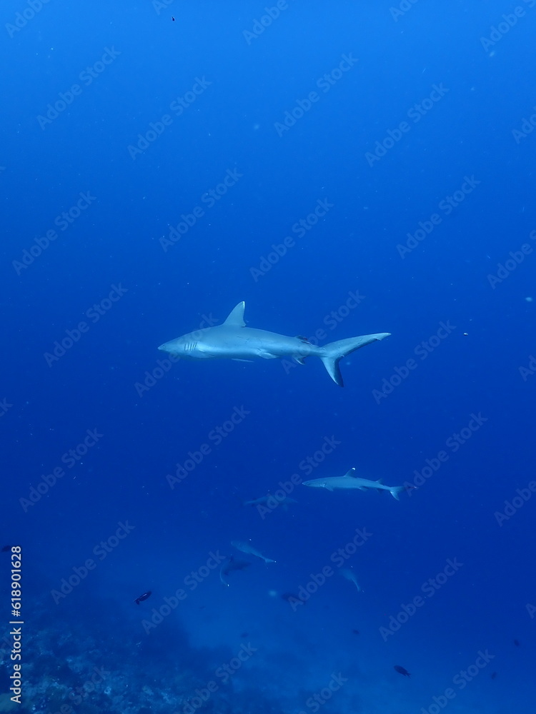 Fototapeta premium shark in the blue sea