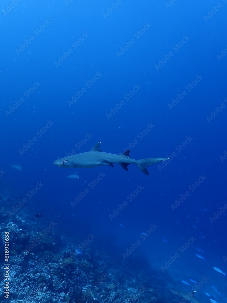 diver and shark diver and shark