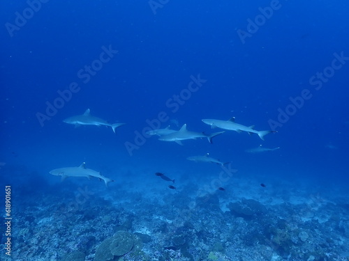 school of black tip reef sharks under water