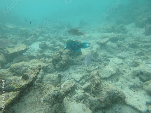 fish underwater in maledives 