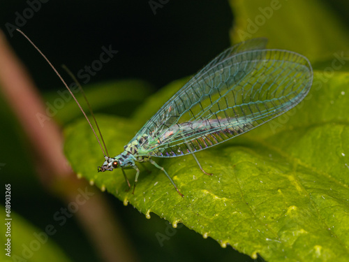 blue lacewing close up