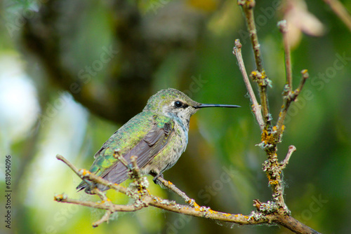 Hummingbird on Lilac Stick 06 photo