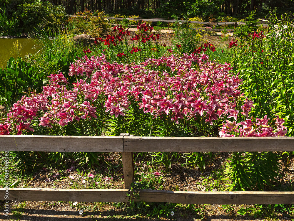 Blooming pink lilies on a flowerbed in the park. Summer landscape with flowers in sunlight