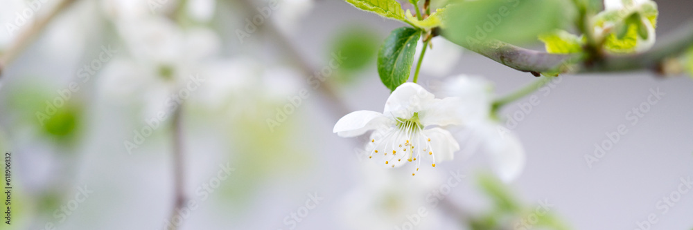 Obraz premium White cherry blossoms on a tree. Closeup. Spring