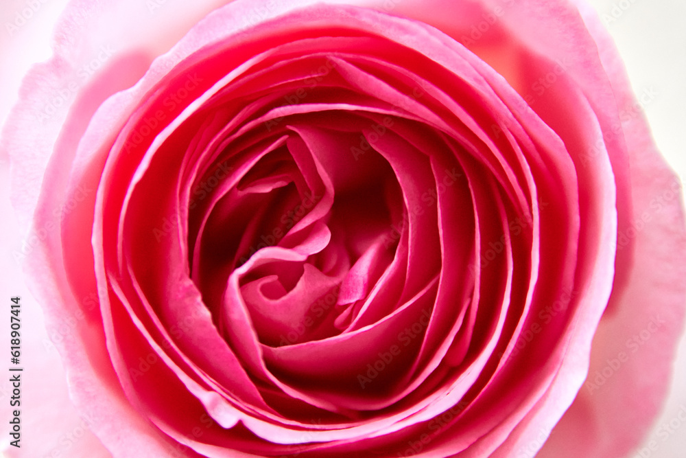 close up of a pink rose close up of a pink rose