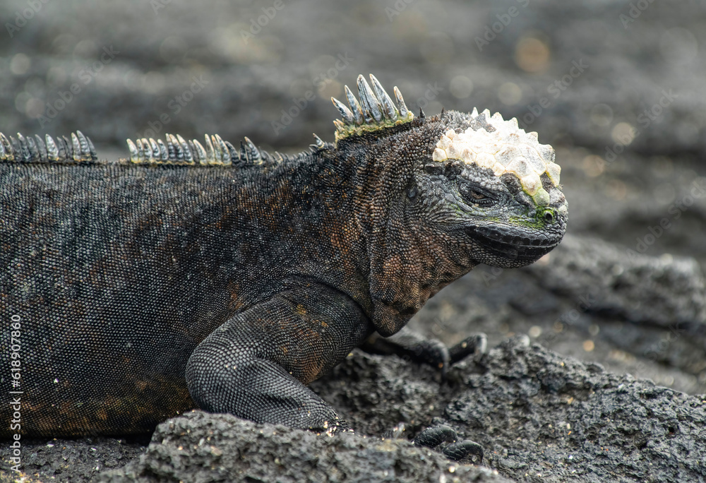 Fototapeta premium Galapagos Marine Iguana