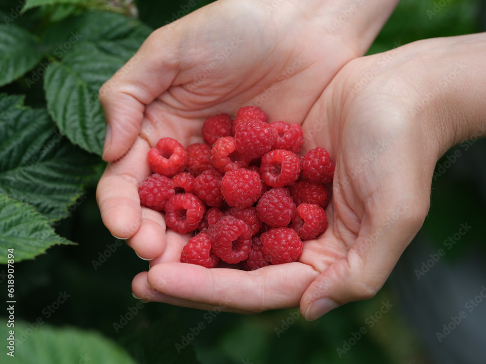 A woman holding red raspberries in her hands above a raspberry bush A woman holding red raspberries in her hands above a raspberry bush