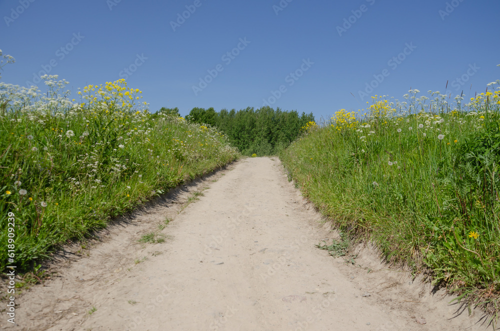 The path between the wildflowers