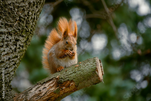 Wiewiórka na gałęzi jedząca orzecha.  © Tomajasi