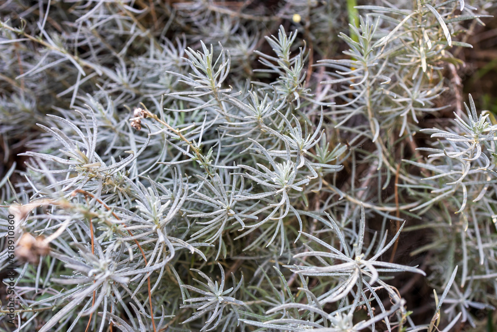 Prickly juniper, Juniperus oxycedrus close up. Green tecture Prickly juniper, Juniperus oxycedrus close up. Green tecture