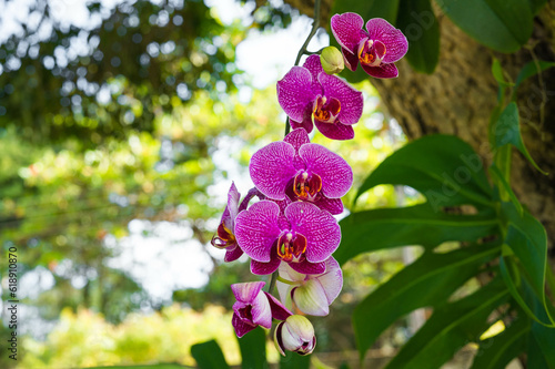 Orquidea Phalenopsis