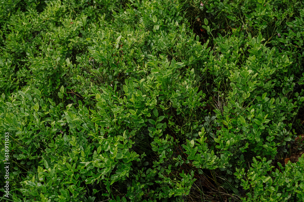 Obraz premium tree in the forest