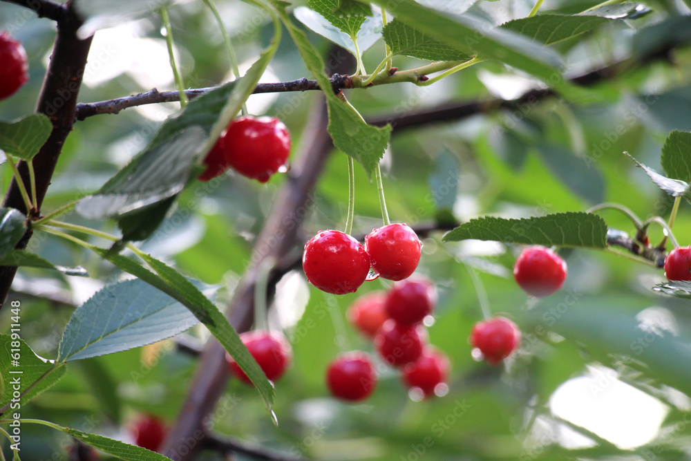 Cherry fruits ripen on a tree branch