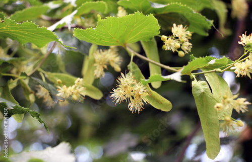 A linden blossoms on a tree branch