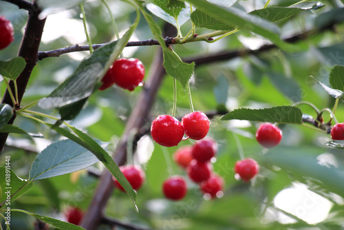 Cherry fruits ripen on a tree branch