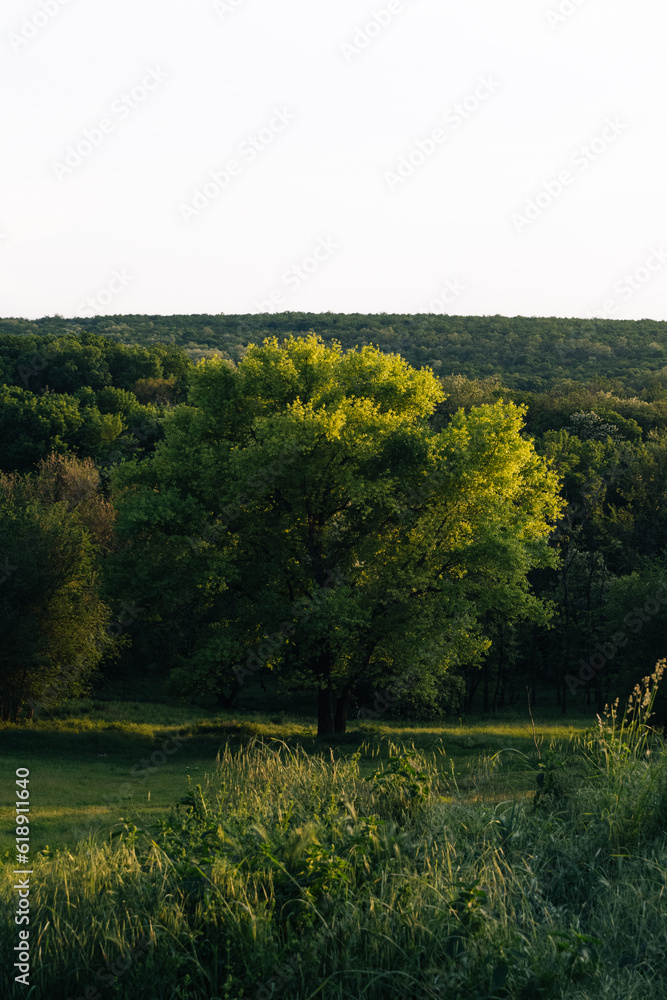 Fototapeta premium landscape with trees