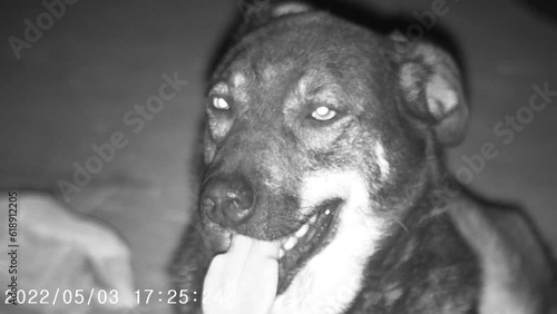 Night vision.  Domestic dog at night