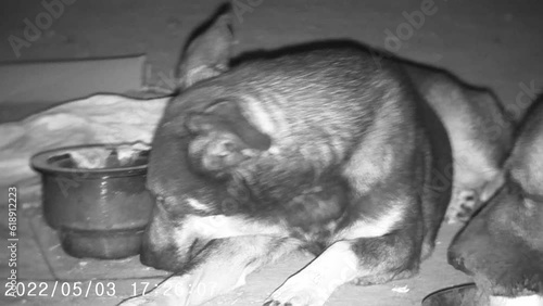 Night vision.  Domestic dog at night