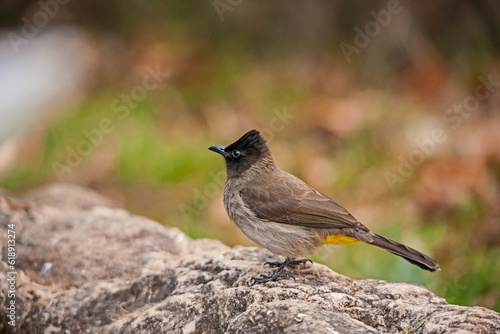 Konstfotografi Dark-capped Bulbul (Barbatus tricolor) 15596