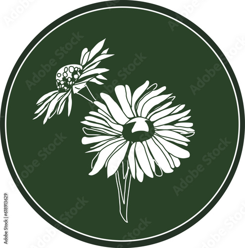 Celtic horoscope floral. Druid logo in a circle. Flower bellis: from June 22 to July 1. Astrological calendar. Botanical pattern bellis perennis.