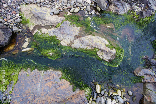 moss flowing in coastal water
