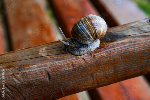 A large snail in a shell crawls on the grass, close-up view © Alexander Odessa 