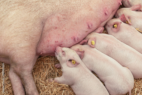 Close up of piglets suckling on their mother © Colleenashley