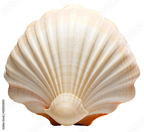 Seashell isolated on the transparent background PNG. AI generative.