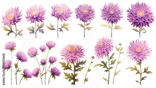 collection of hand drawn asters flowers isolated on a transparent background, generative ai