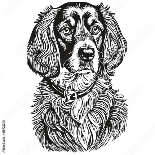 Spaniel Boykin dog hand drawn logo drawing black and white line art pets illustration