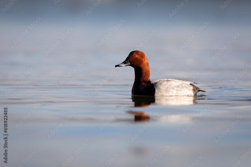 Swimming duck. Common Pochard. (Aythya ferina). Blue water background. Swimming duck. Common Pochard. (Aythya ferina). Blue water background.