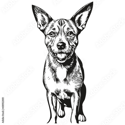 American Hairless Terrier dog portrait in vector  animal hand drawing for tattoo or tshirt print illustration realistic breed pet