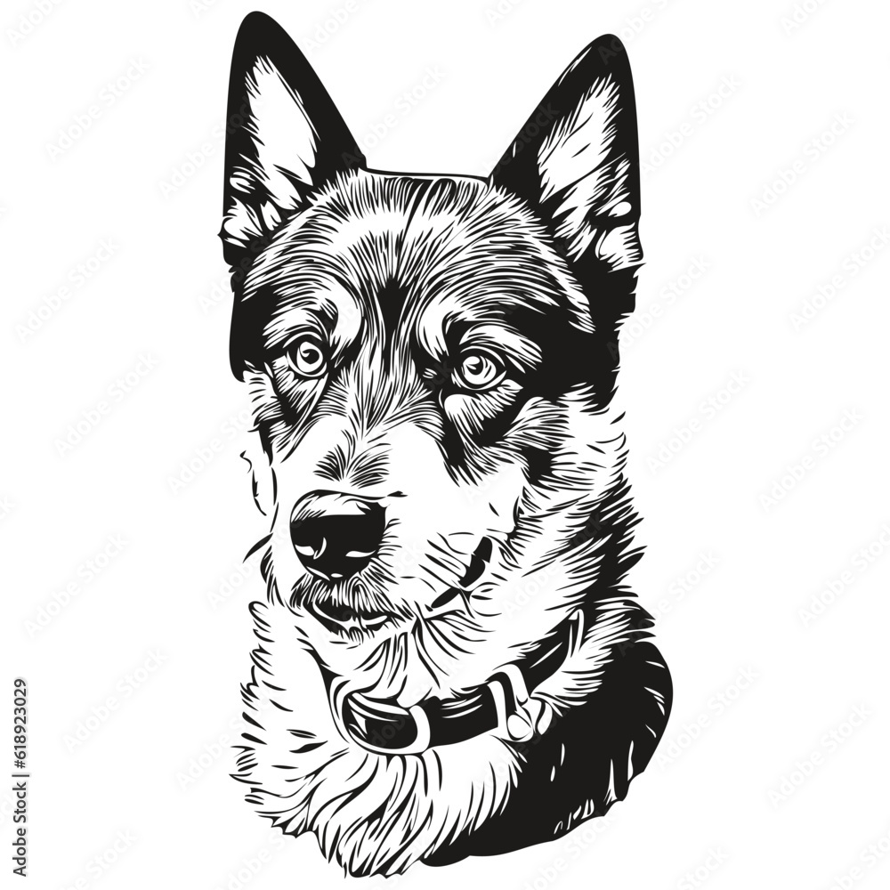 Beauceron dog portrait in vector, animal hand drawing for tattoo or tshirt print illustration Beauceron dog portrait in vector, animal hand drawing for tattoo or tshirt print illustration