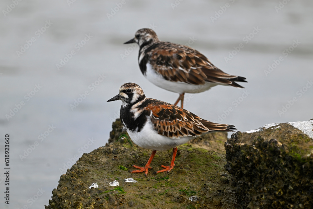 Ruddy turnstone // Steinwälzer (Arenaria interpres) Ruddy turnstone // Steinwälzer (Arenaria interpres)