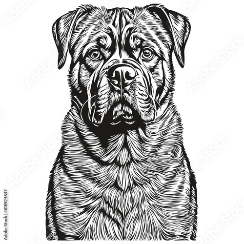 Dogue de Bordeaux dog vector graphics, hand drawn pencil animal line illustration realistic breed pet